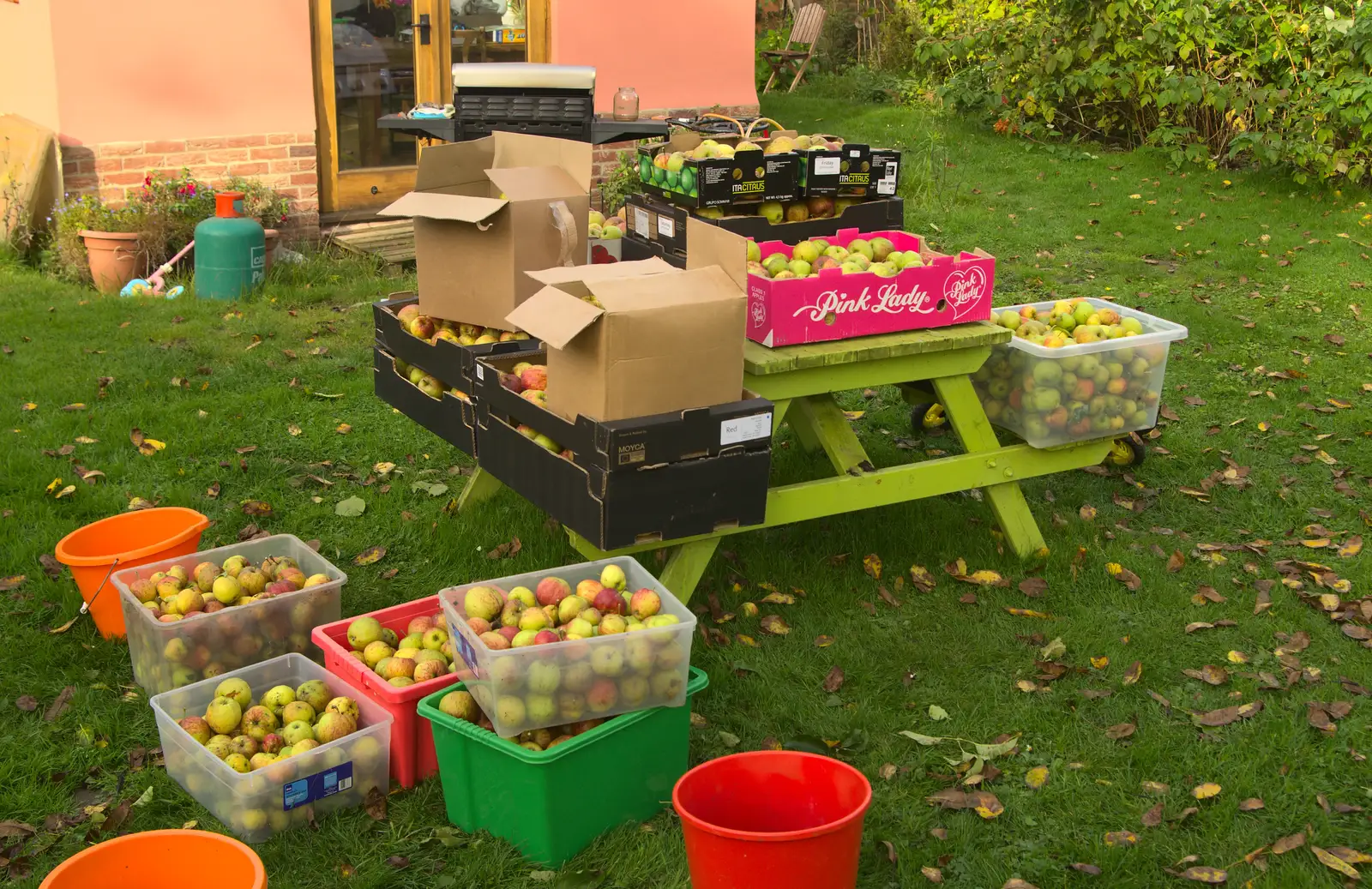 This year's crop - some 230 kilogrammes, from Apple Picking and The BBs at Framingham Earl, Norfolk - 25th October 2015