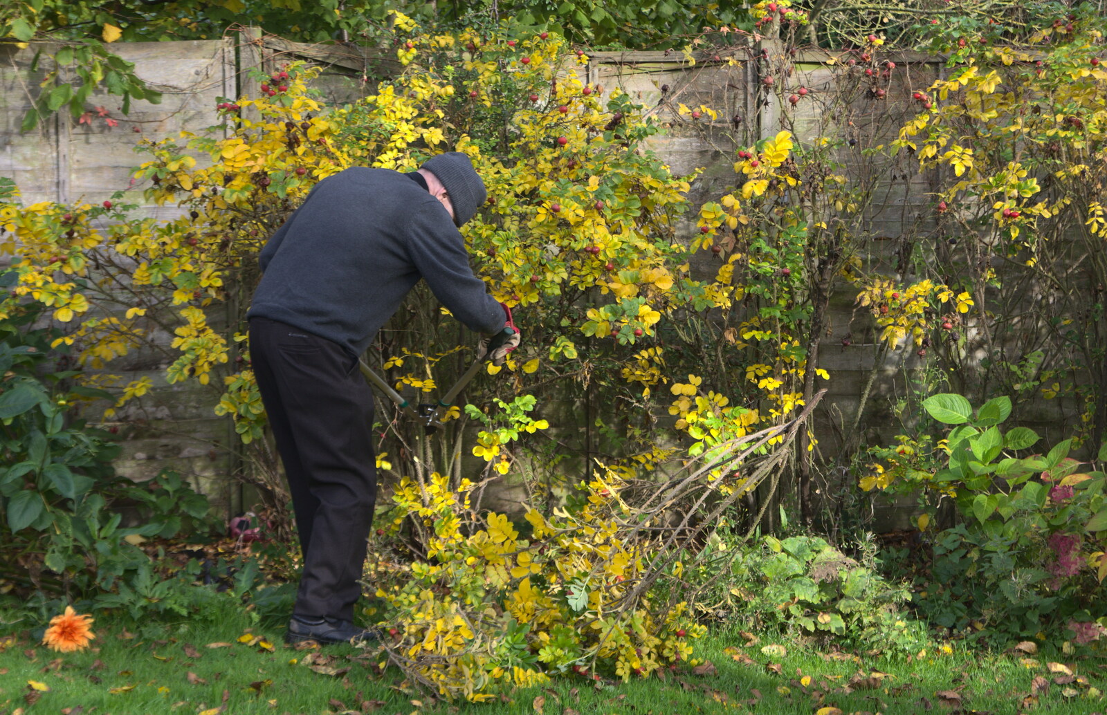 Grandad does some pruning from Apple Picking and The BBs at Framingham Earl, Norfolk - 25th October 2015