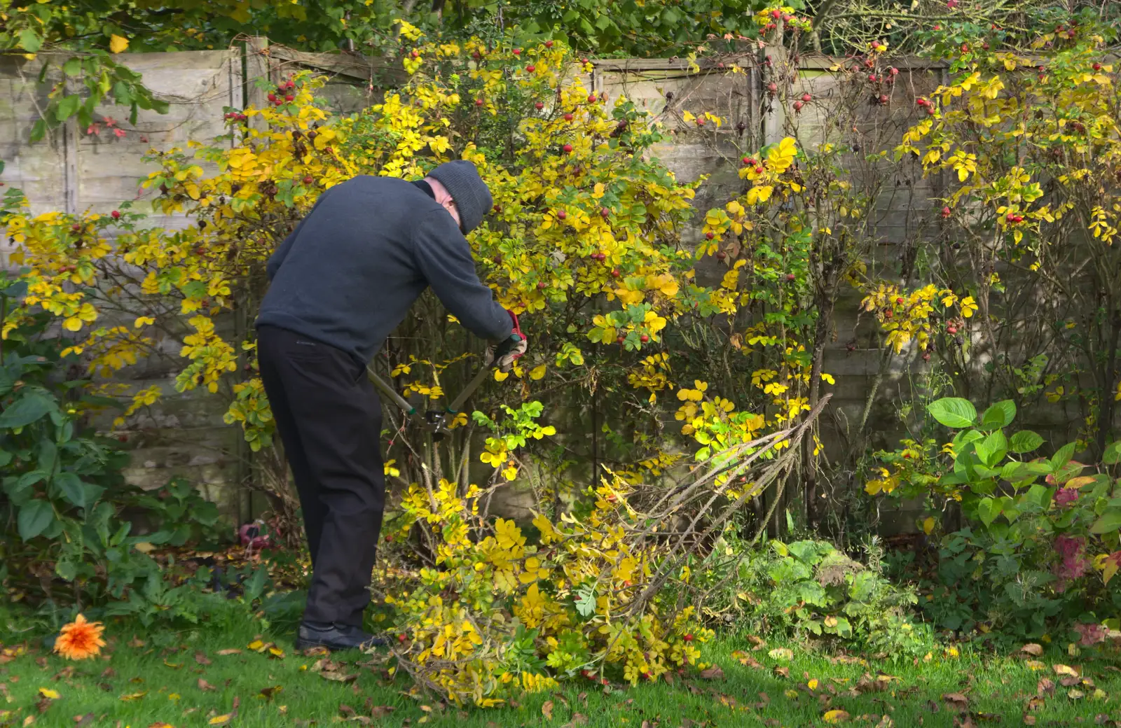 Grandad does some pruning, from Apple Picking and The BBs at Framingham Earl, Norfolk - 25th October 2015