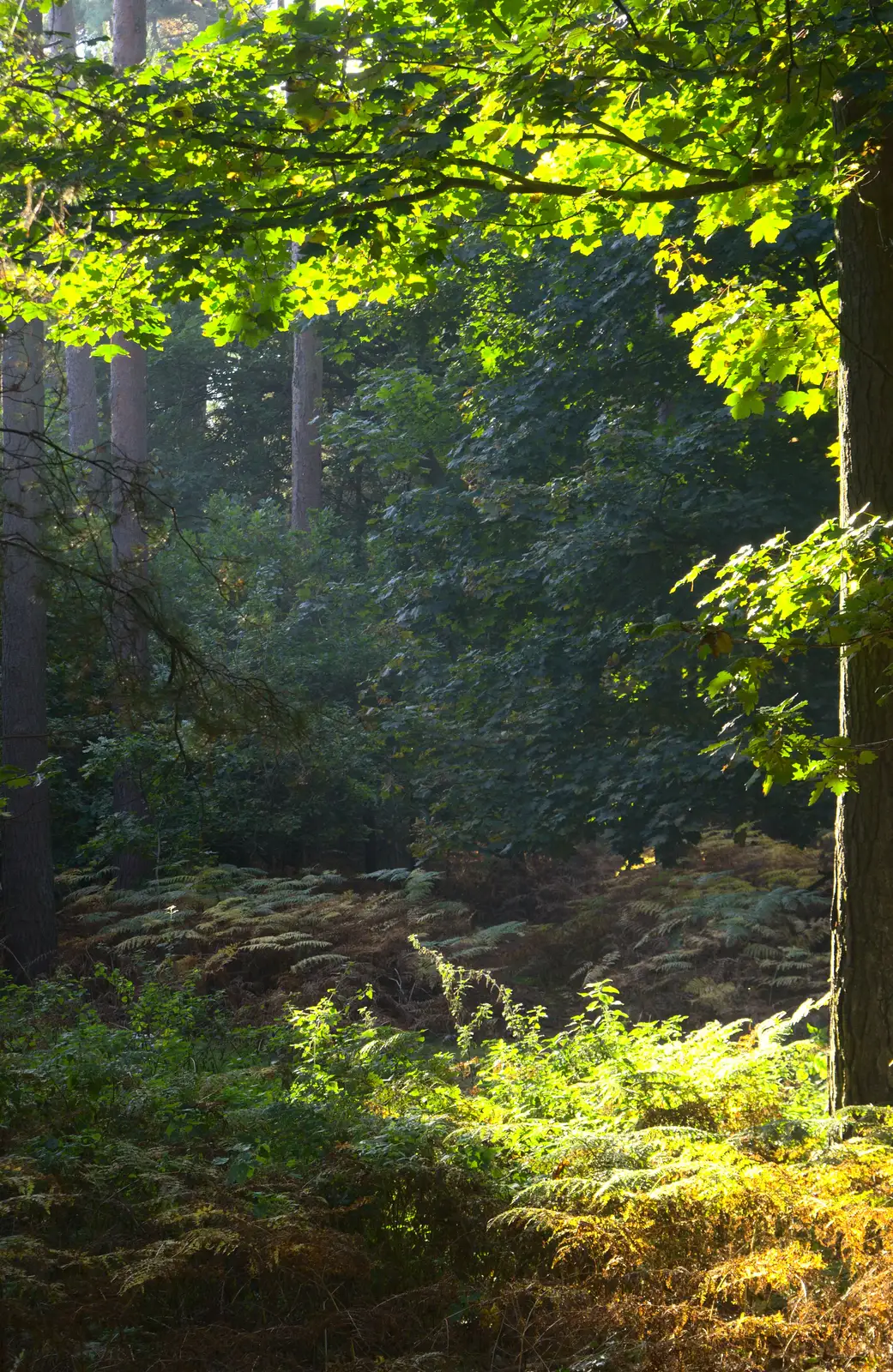 Back-lit trees in Thetford Forest, from A Day at High Lodge, Brandon Forest, Suffolk - 26th October 2015