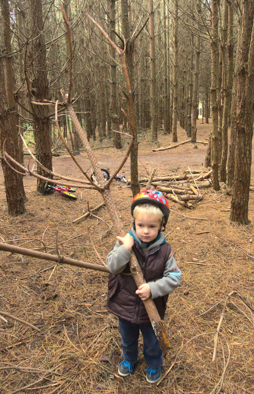 Harry's got half a tree from A Day at High Lodge, Brandon Forest, Suffolk - 26th October 2015
