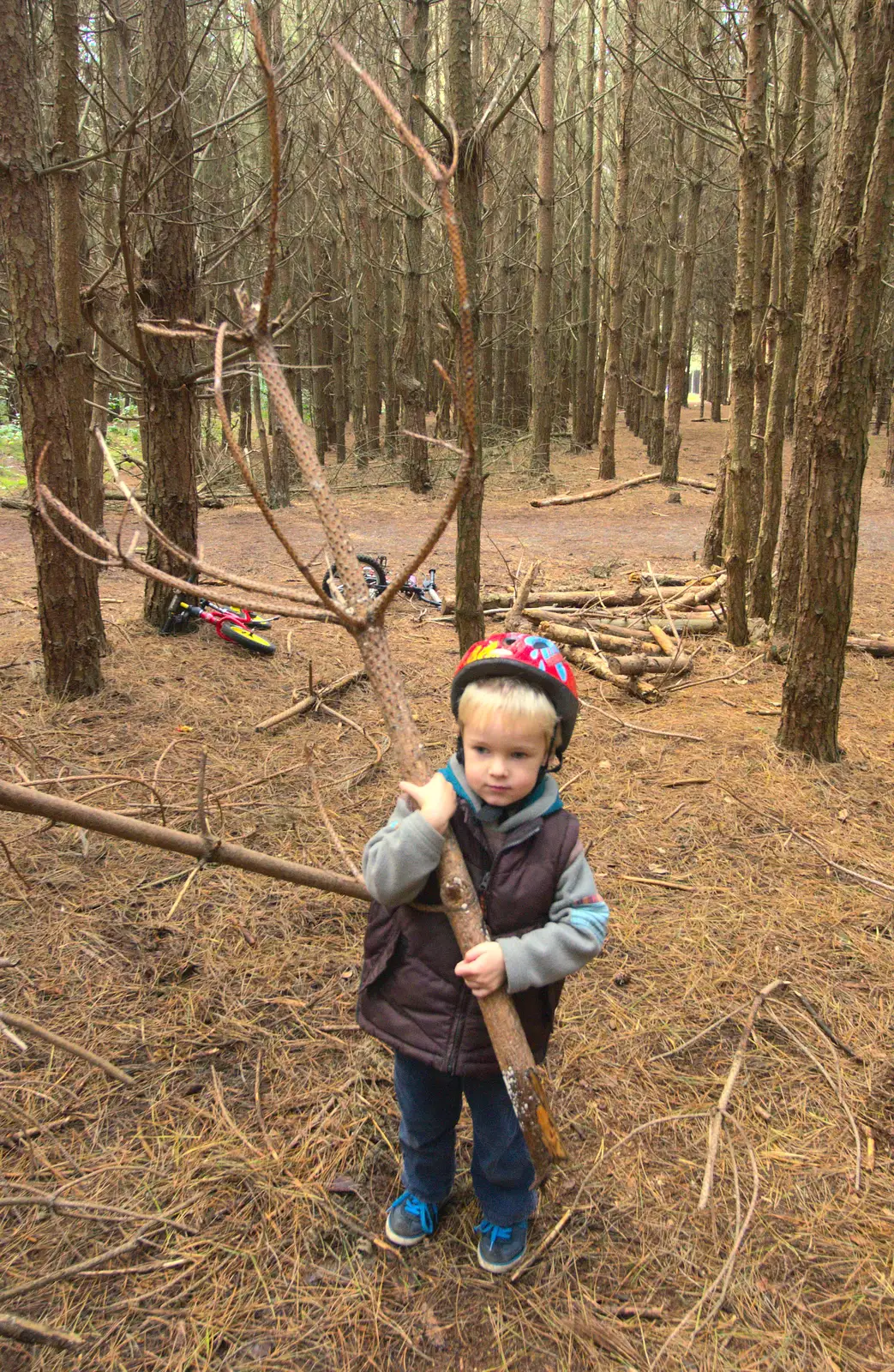 Harry's got half a tree, from A Day at High Lodge, Brandon Forest, Suffolk - 26th October 2015