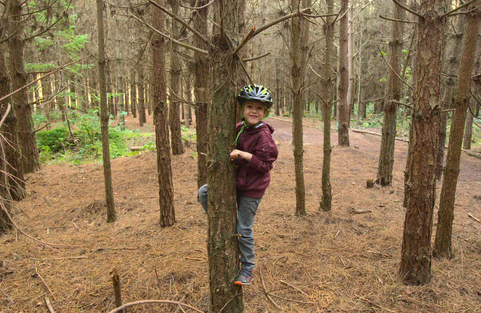 Fred's up a tree again, from A Day at High Lodge, Brandon Forest, Suffolk - 26th October 2015