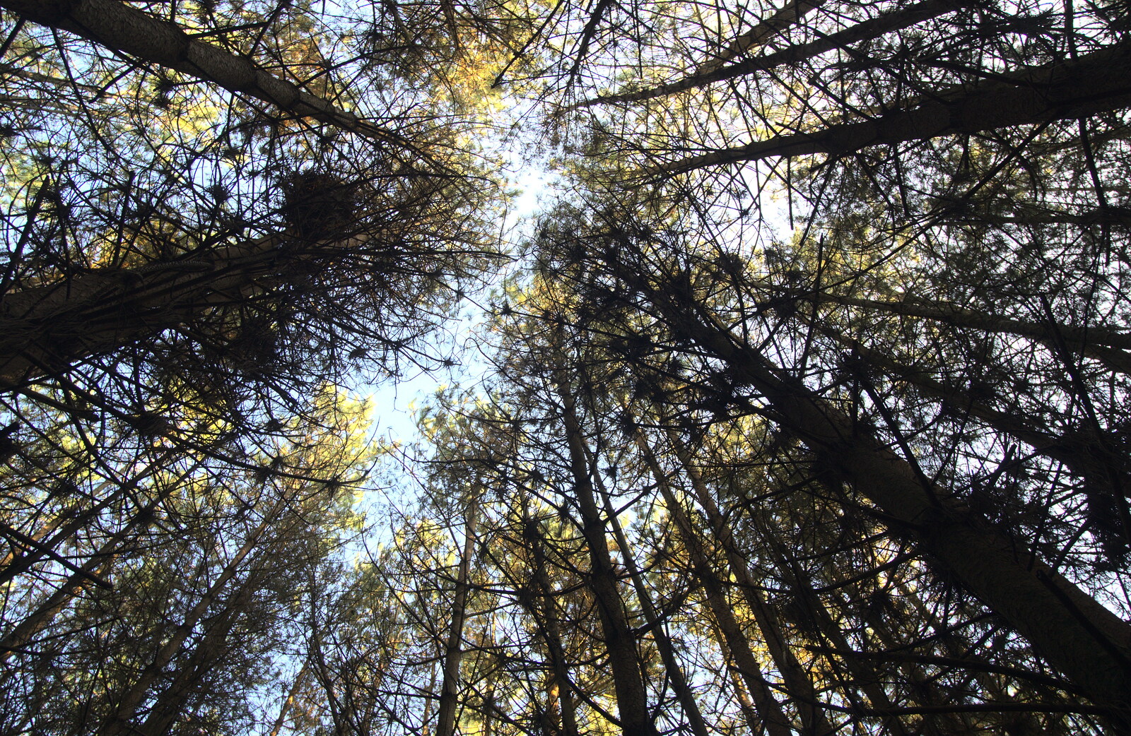 Looking skyward through the tall pine trees from A Day at High Lodge, Brandon Forest, Suffolk - 26th October 2015