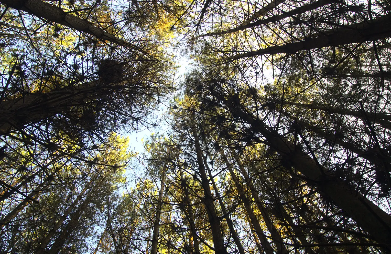 Looking skyward through the tall pine trees, from A Day at High Lodge, Brandon Forest, Suffolk - 26th October 2015