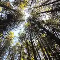 Looking skyward through the tall pine trees, A Day at High Lodge, Brandon Forest, Suffolk - 26th October 2015