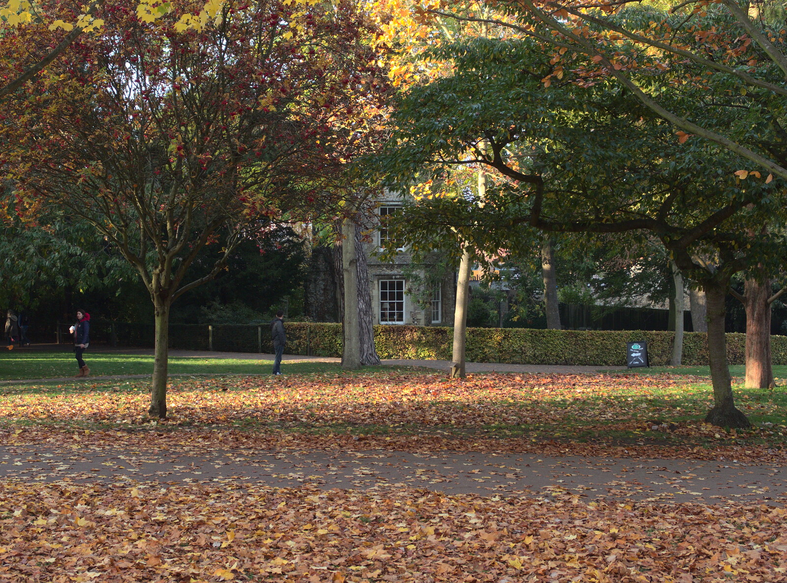 More autumn leaves from Abbey Gardens in Autumn, Bury St. Edmunds, Suffolk - 27th October 2015