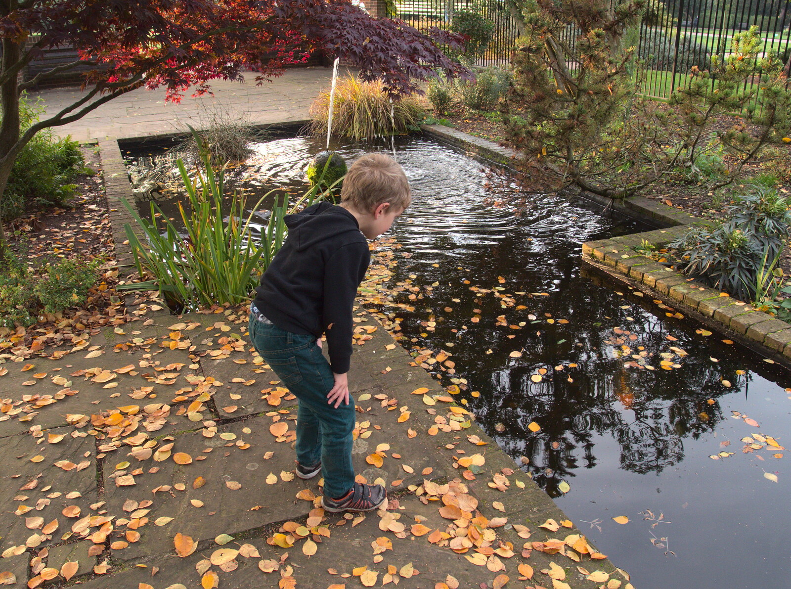 Fred peers into a pond from Abbey Gardens in Autumn, Bury St. Edmunds, Suffolk - 27th October 2015