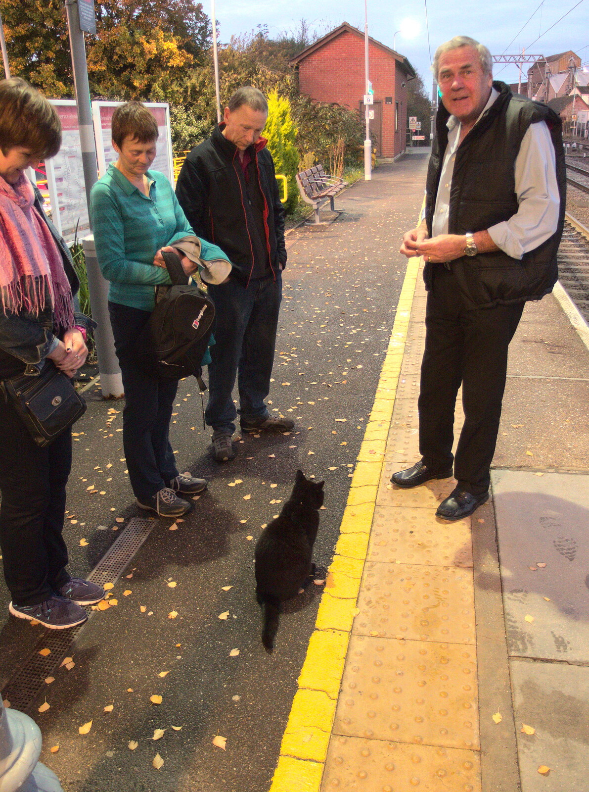 Station Cat comes over to say hello to Alan from The 38th Norwich Beer Festival, Norwich, Norfolk - 28th October 2015