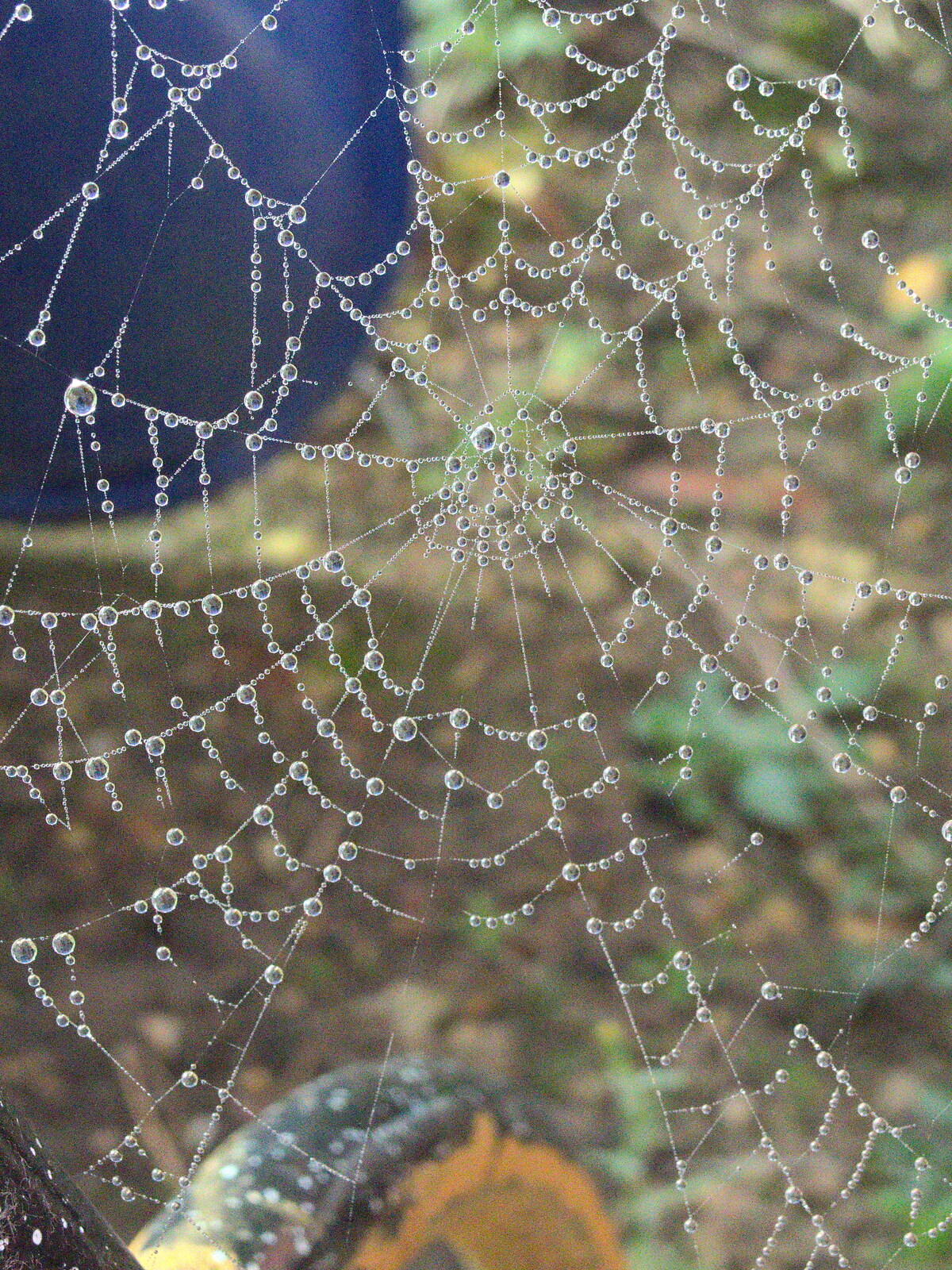 A very dewy spider web from John Willy's 65th and Other Stories, The Swan, Brome, Suffolk - 31st October 2015