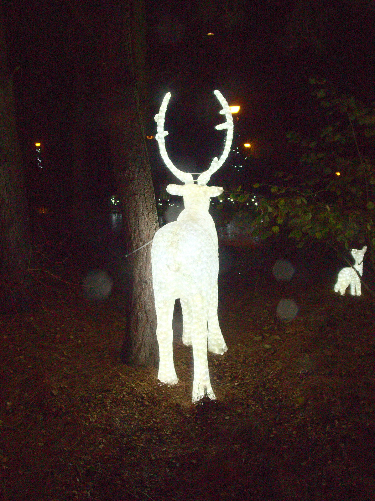 An illuminated reindeer in the dark from The BBs at Centre Parcs, Elvedon, Norfolk - 5th November 2015