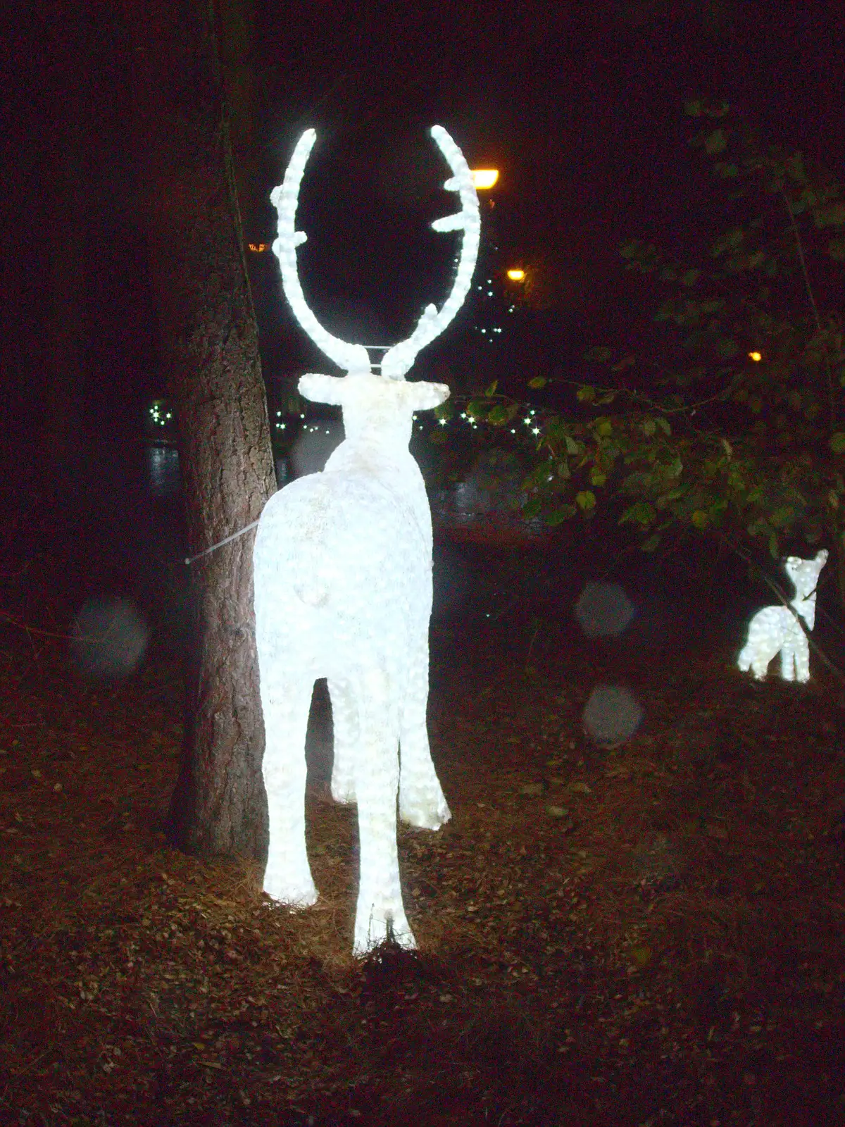 An illuminated reindeer in the dark, from The BBs at Centre Parcs, Elvedon, Norfolk - 5th November 2015