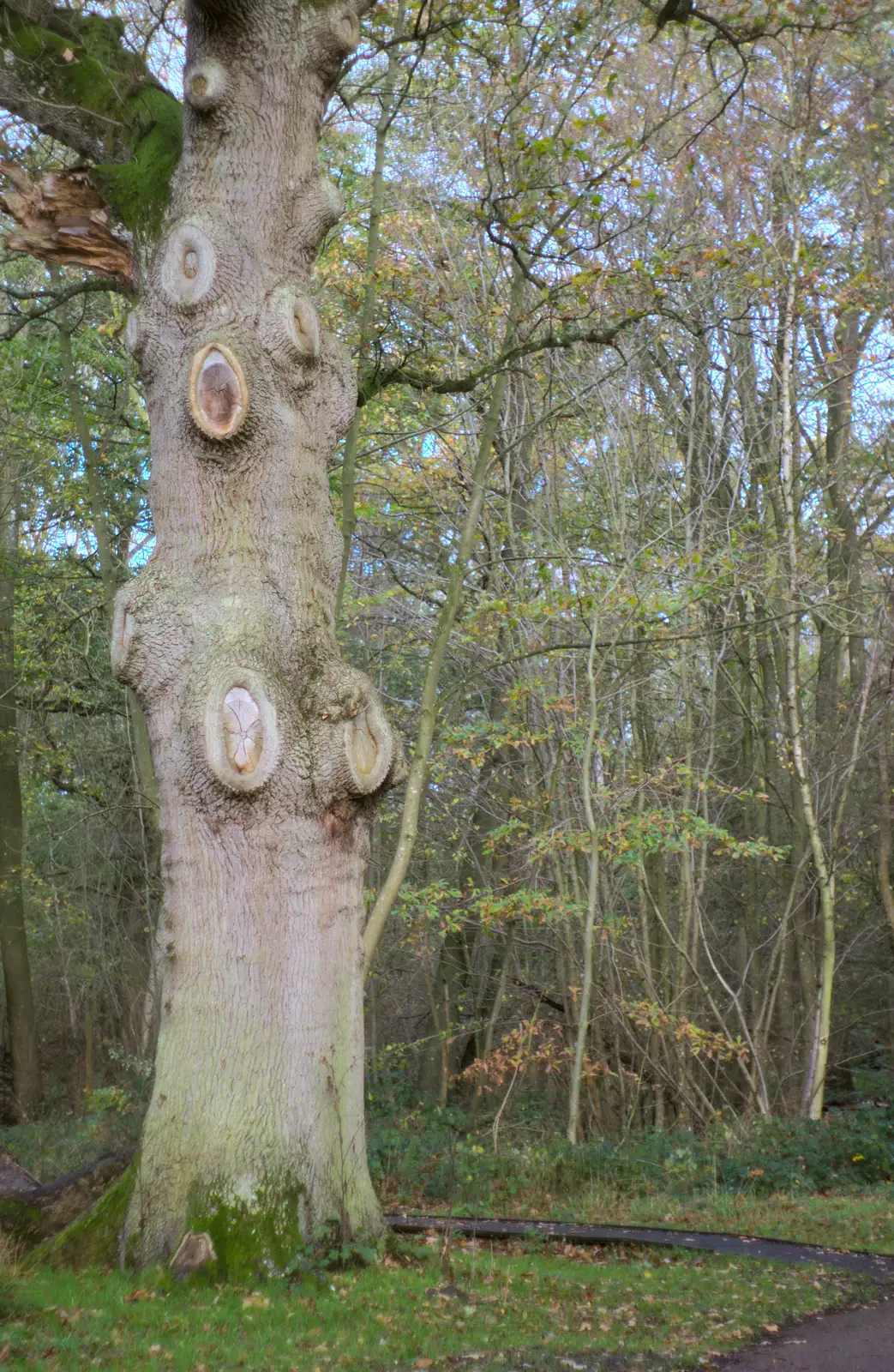 A tree with a lot of missing branches, from Hot-tub Penthouse, Thornham Walks, and Building, London and Suffolk - 12th November 2015