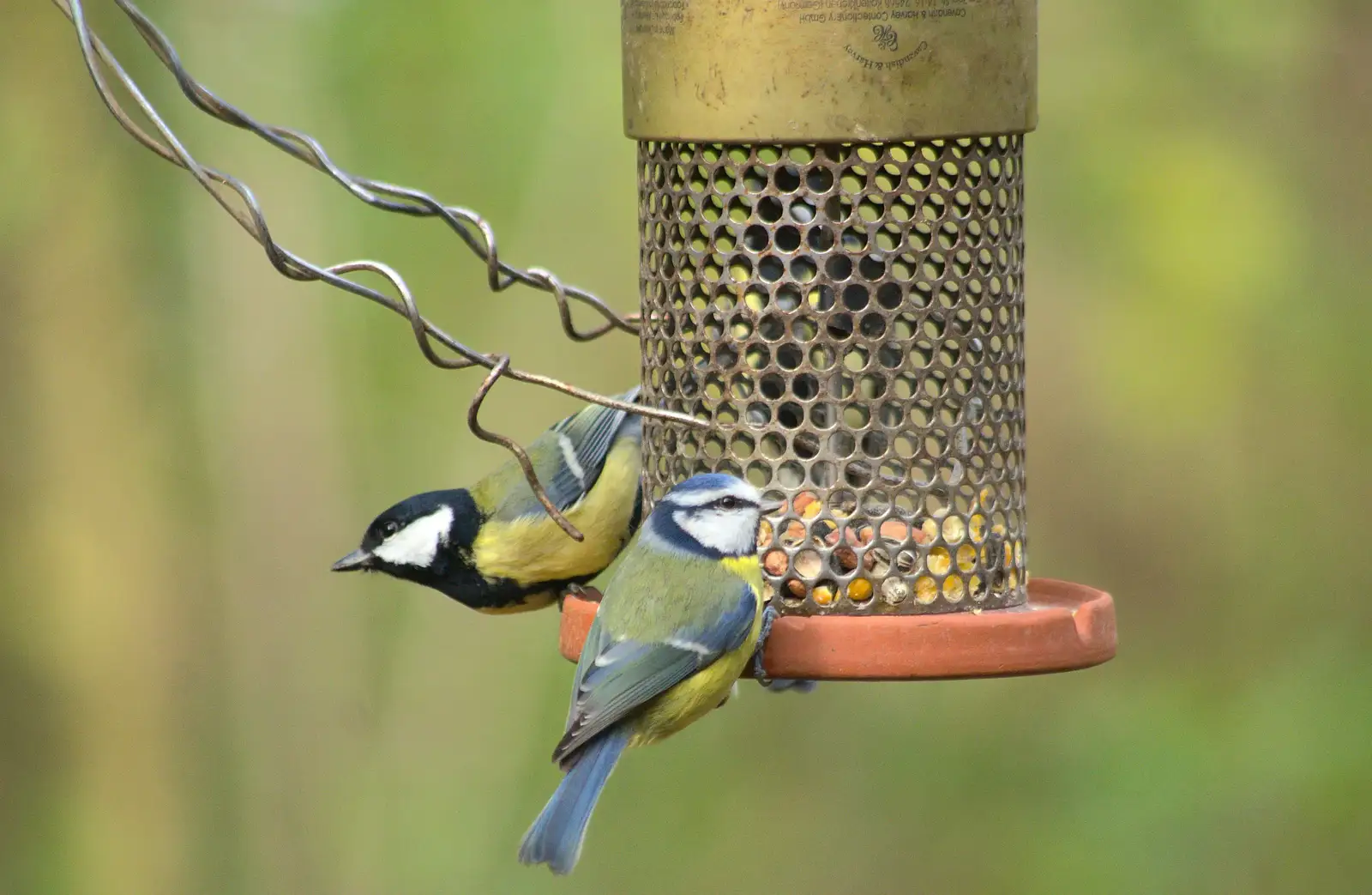 Great tits and Blue tits, from Hot-tub Penthouse, Thornham Walks, and Building, London and Suffolk - 12th November 2015