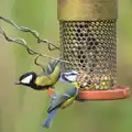 Great tits and Blue tits, Hot-tub Penthouse, Thornham Walks, and Building, London and Suffolk - 12th November 2015