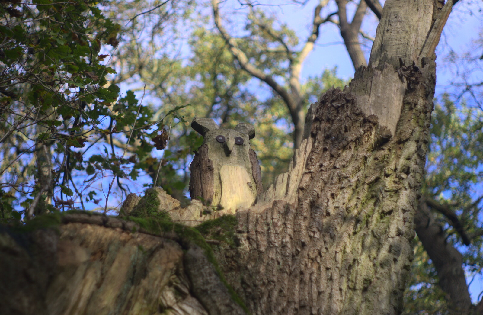 The owl in the tree from Hot-tub Penthouse, Thornham Walks, and Building, London and Suffolk - 12th November 2015