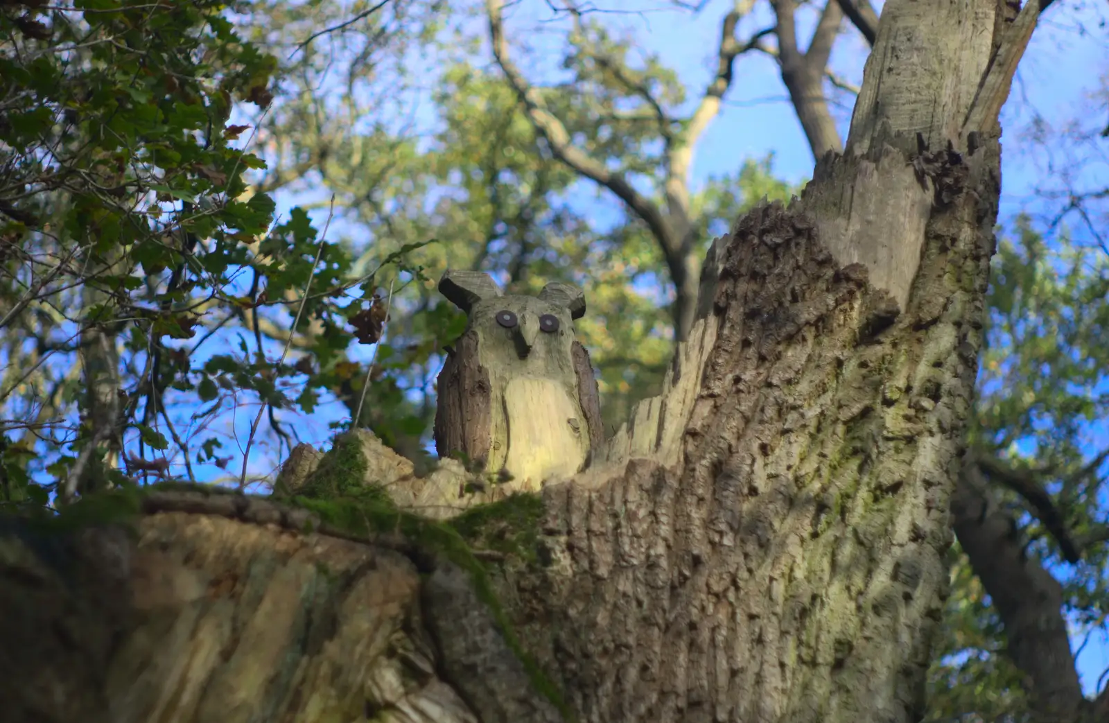 The owl in the tree, from Hot-tub Penthouse, Thornham Walks, and Building, London and Suffolk - 12th November 2015