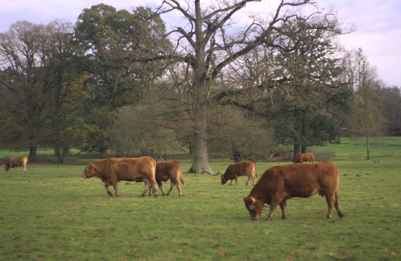 Grazing cows from Hot-tub Penthouse, Thornham Walks, and Building, London and Suffolk - 12th November 2015