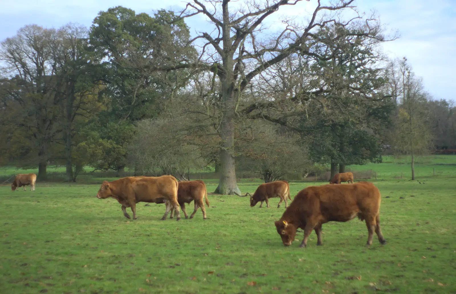 Grazing cows, from Hot-tub Penthouse, Thornham Walks, and Building, London and Suffolk - 12th November 2015