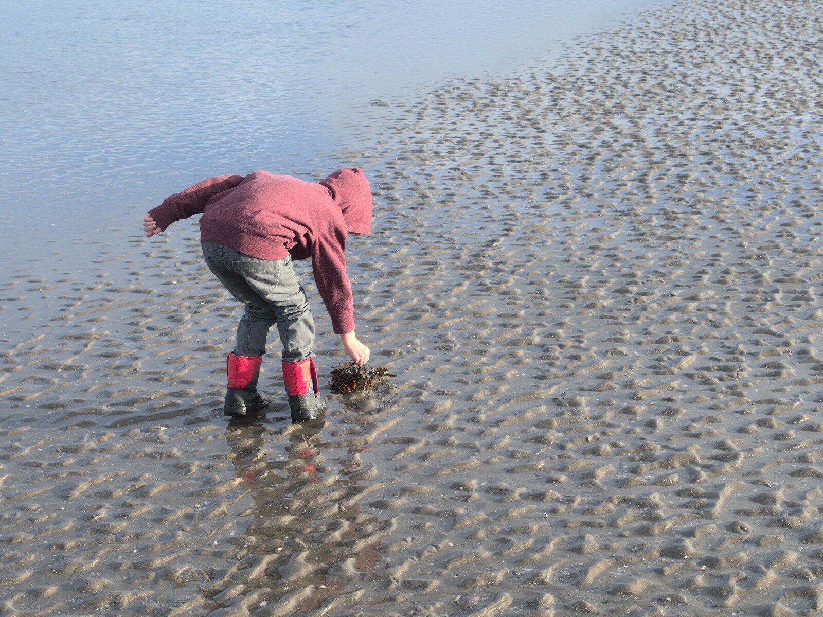 Fred picks some seaweed up from Christmas Eve in Dublin and Blackrock, Ireland - 24th December 2015