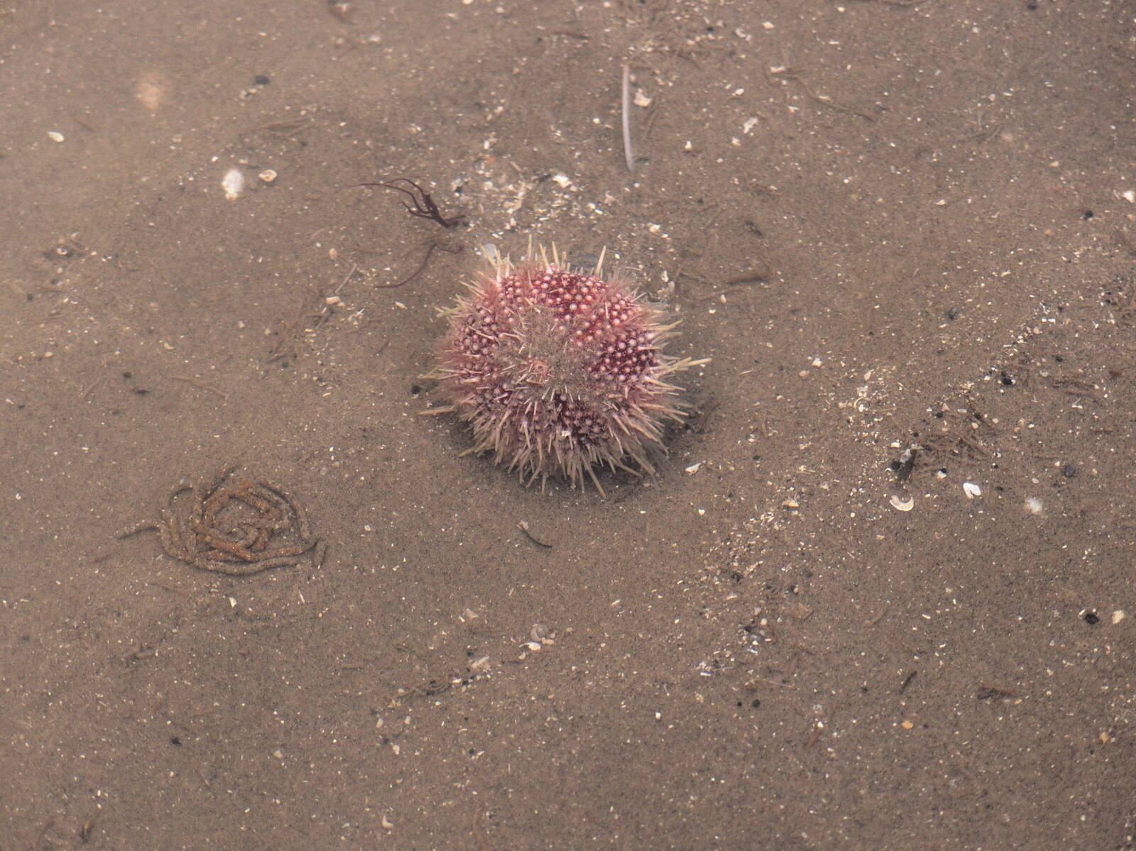 An actual sea urchin rolls around from Christmas Eve in Dublin and Blackrock, Ireland - 24th December 2015
