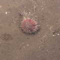 2015 An actual sea urchin rolls around