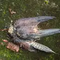 The boys spot a dead falcon in the graveyard, New Year's Eve With The BBs, The Barrel, Banham, Norfolk - 31st December 2015