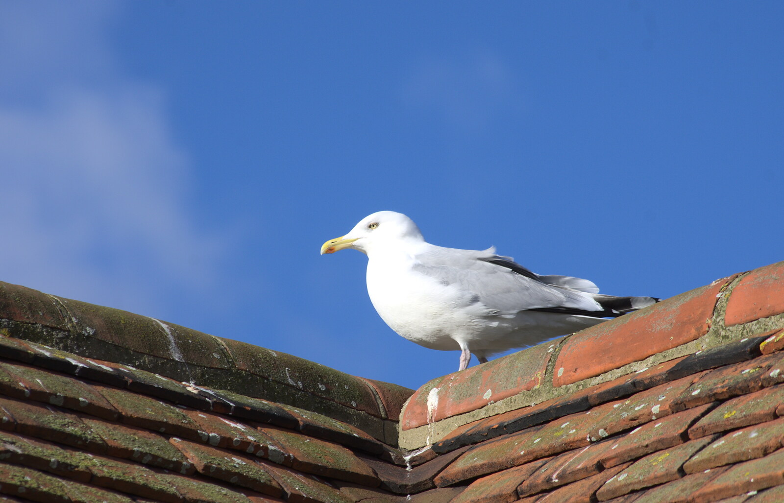 A Herring Gull looks serious from A Trip to Aldeburgh, Suffolk - 7th February 2016