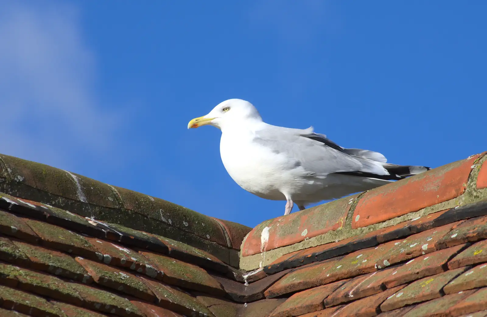 A Herring Gull looks serious, from A Trip to Aldeburgh, Suffolk - 7th February 2016