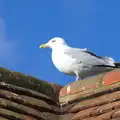 A Herring Gull looks serious, A Trip to Aldeburgh, Suffolk - 7th February 2016