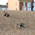 Fred and Harry roll down the shingle hill, A Trip to Aldeburgh, Suffolk - 7th February 2016