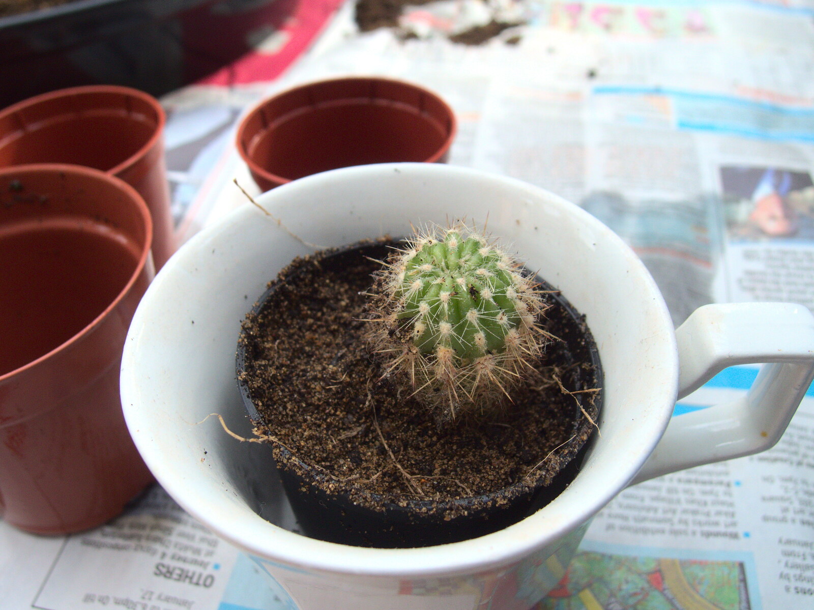 February Cactus Randomness, London and Brome, Suffolk - 14th February 2016: A new baby cactus in a pot