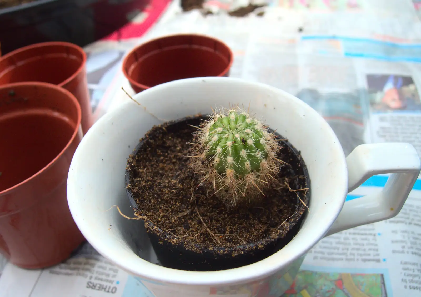 A new baby cactus in a pot, from February Cactus Randomness, London and Brome, Suffolk - 14th February 2016