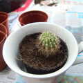 February Cactus Randomness, London and Brome, Suffolk - 14th February 2016, A new baby cactus in a pot
