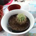 A new baby cactus in a pot, February Cactus Randomness, London and Brome, Suffolk - 14th February 2016