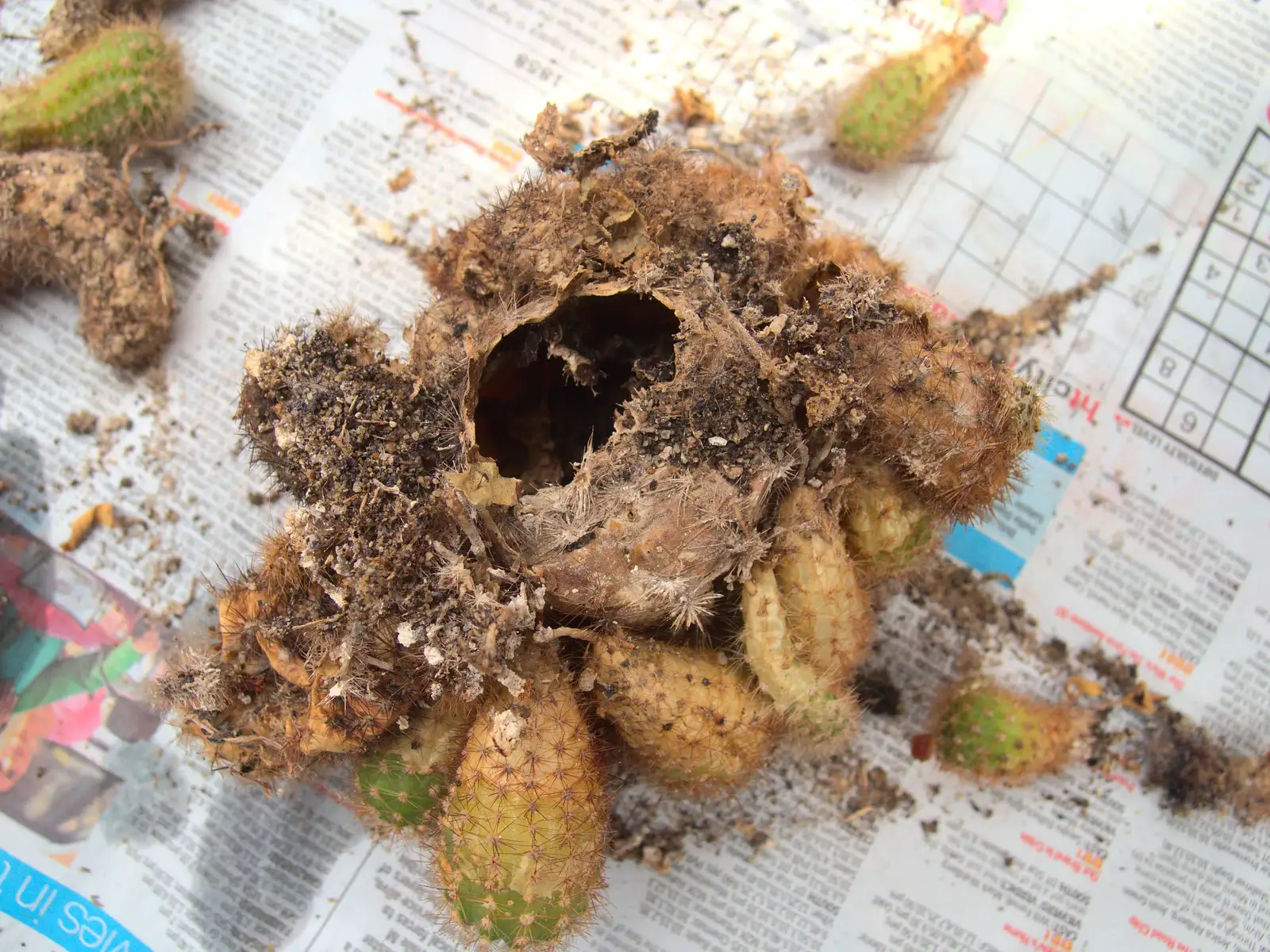 The remains of the old mother cactus, from February Cactus Randomness, London and Brome, Suffolk - 14th February 2016