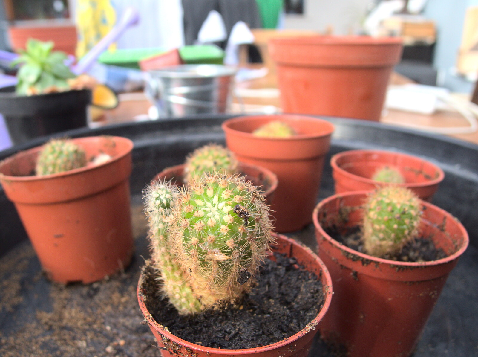 February Cactus Randomness, London and Brome, Suffolk - 14th February 2016: New cacti in pots