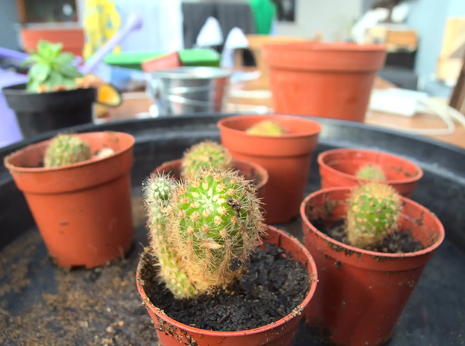 New cacti in pots, from February Cactus Randomness, London and Brome, Suffolk - 14th February 2016