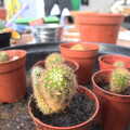February Cactus Randomness, London and Brome, Suffolk - 14th February 2016, New cacti in pots