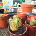 New cacti in pots, February Cactus Randomness, London and Brome, Suffolk - 14th February 2016