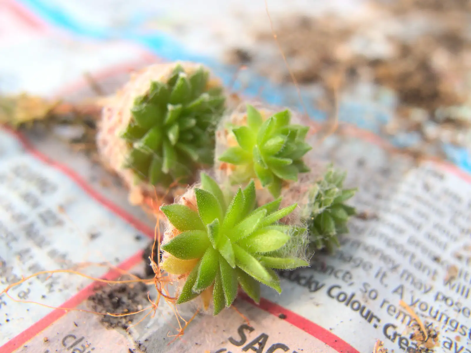 Another type of succulent is potted, from February Cactus Randomness, London and Brome, Suffolk - 14th February 2016