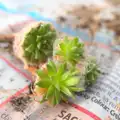 Another type of succulent is potted, February Cactus Randomness, London and Brome, Suffolk - 14th February 2016