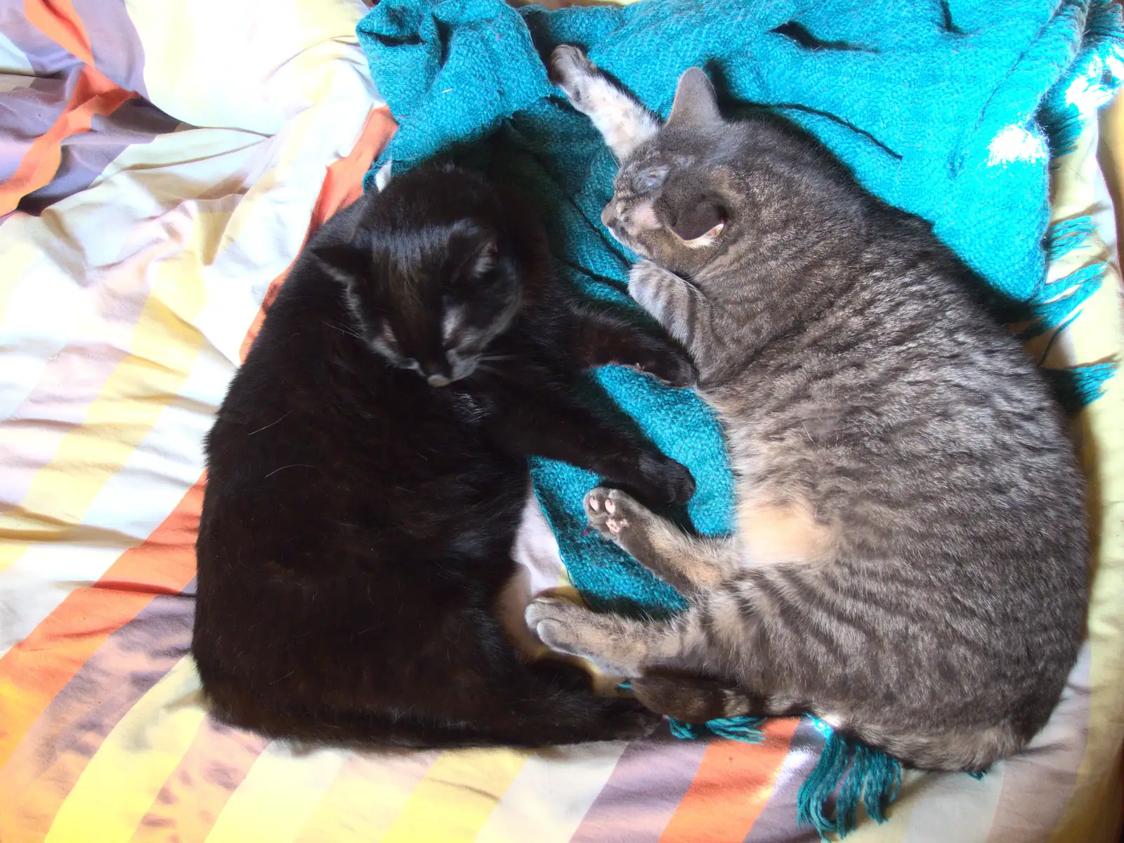 Millie and Boris have a snooze, from February Cactus Randomness, London and Brome, Suffolk - 14th February 2016