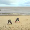 More dog-like digging, The Seals of Horsey Gap, Norfolk - 21st February 2016