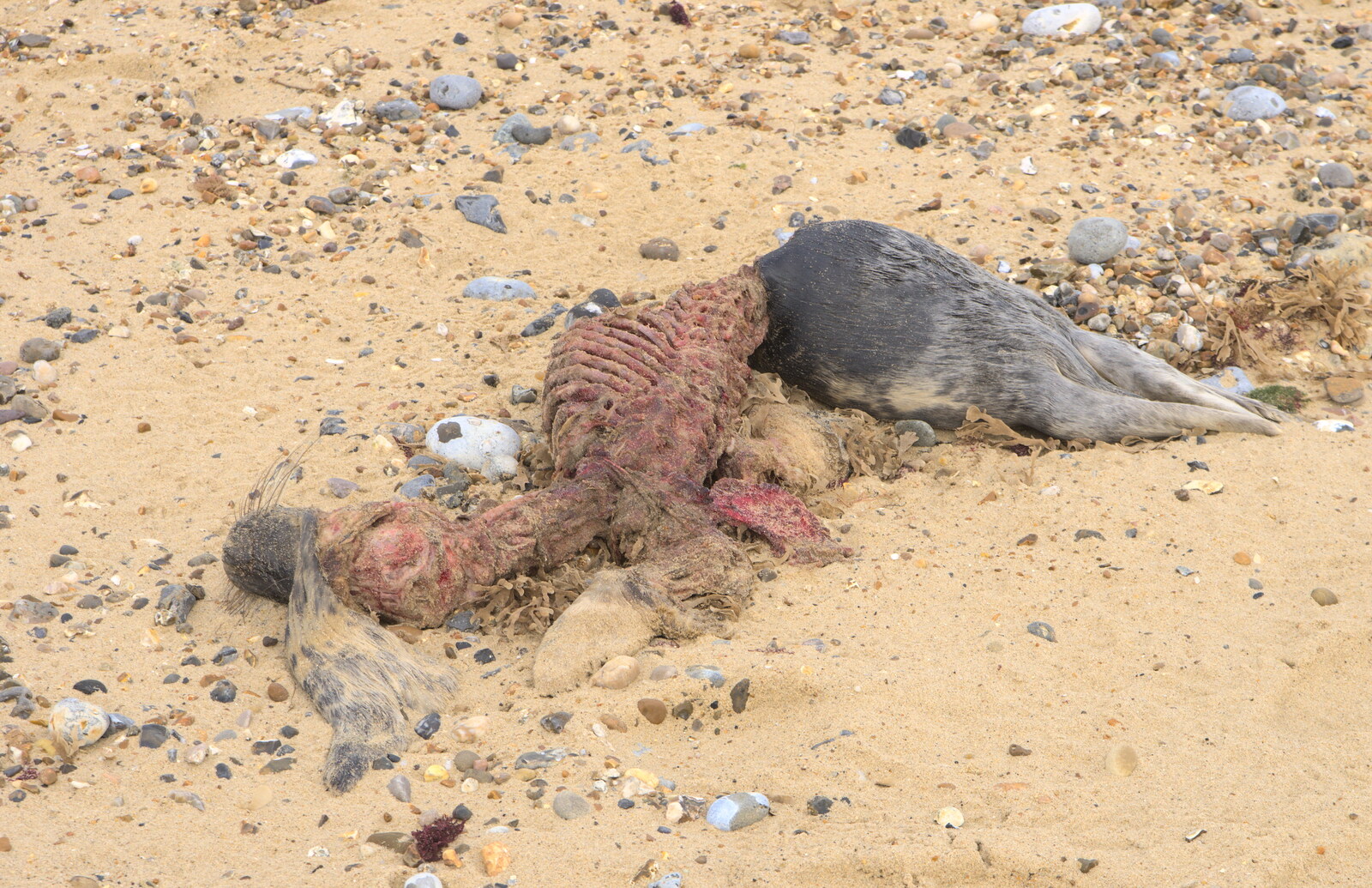 Seal-watching starts bleakly with a dead seal from The Seals of Horsey Gap, Norfolk - 21st February 2016