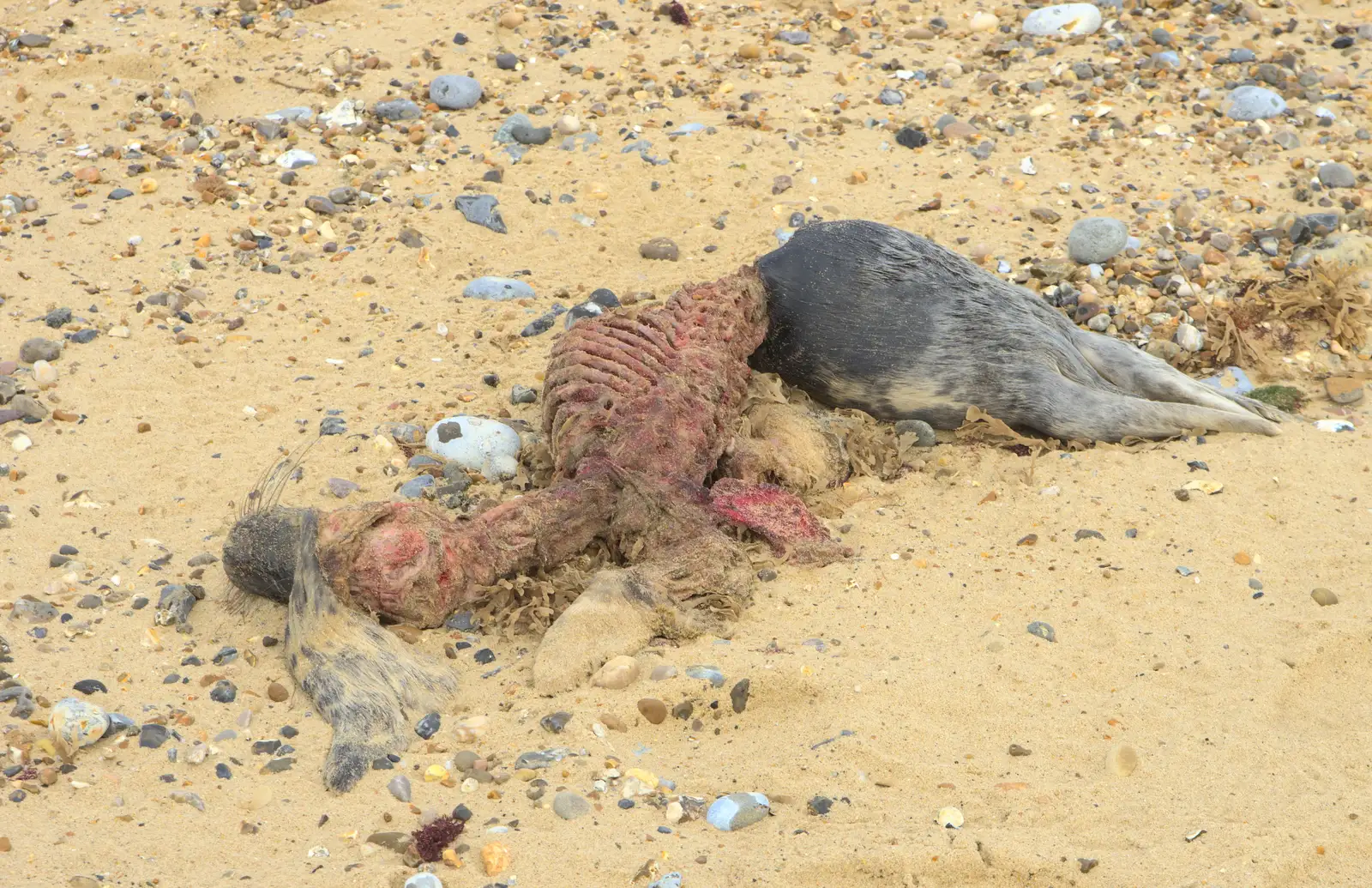 Seal-watching starts bleakly with a dead seal, from The Seals of Horsey Gap, Norfolk - 21st February 2016