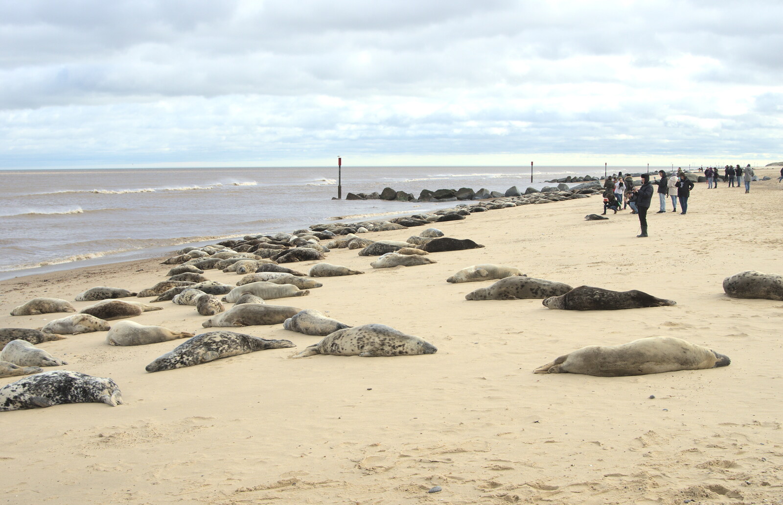 This patch of beach is home to hundreds of seals from The Seals of Horsey Gap, Norfolk - 21st February 2016