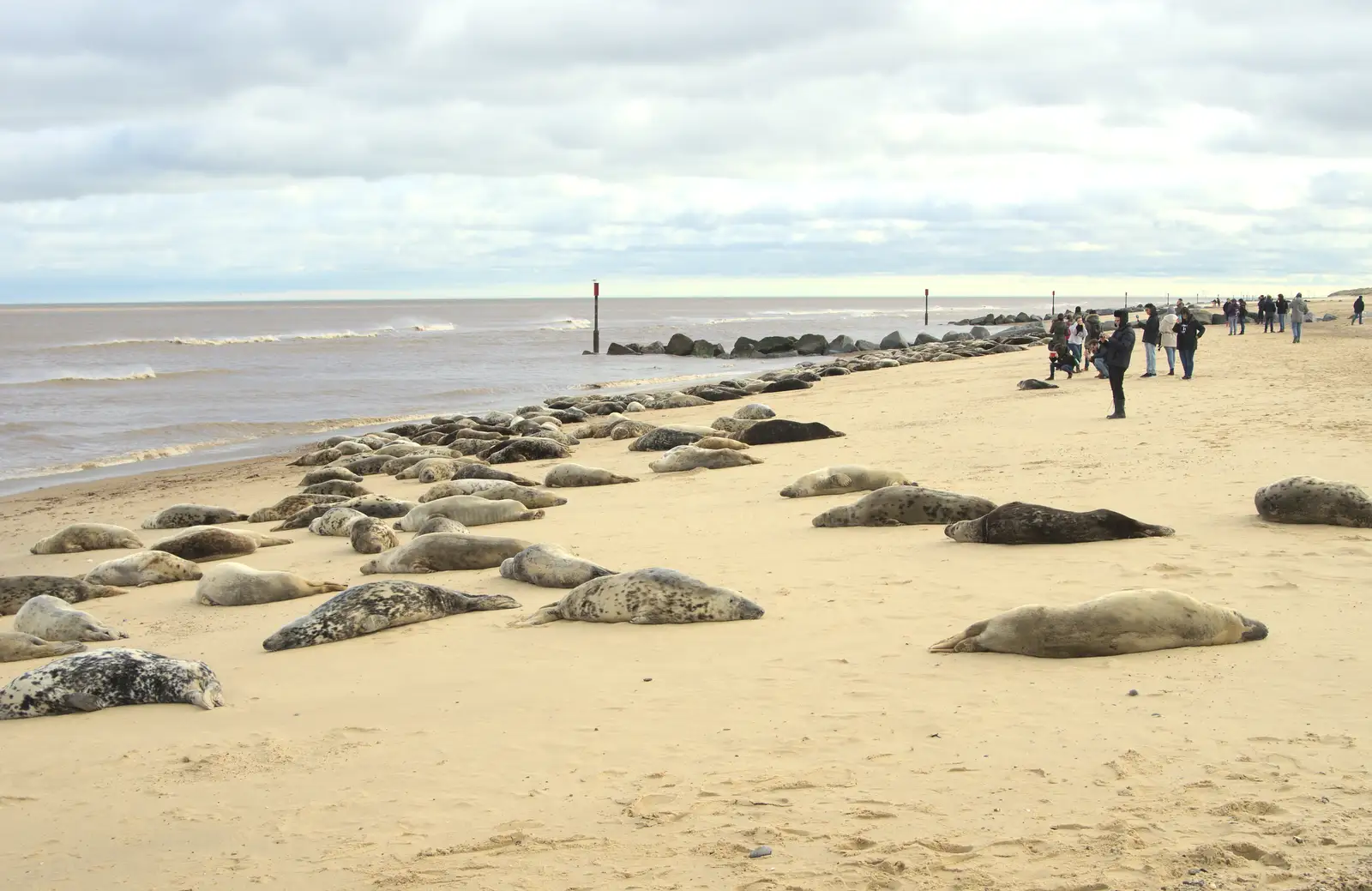 This patch of beach is home to hundreds of seals, from The Seals of Horsey Gap, Norfolk - 21st February 2016