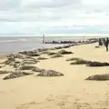 This patch of beach is home to hundreds of seals, The Seals of Horsey Gap, Norfolk - 21st February 2016