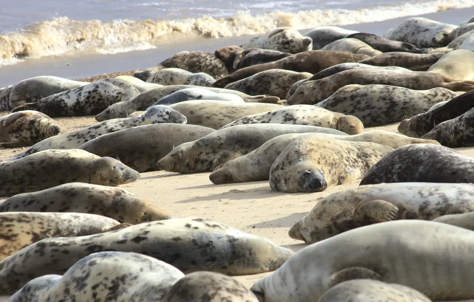 A pile of blubber, from The Seals of Horsey Gap, Norfolk - 21st February 2016